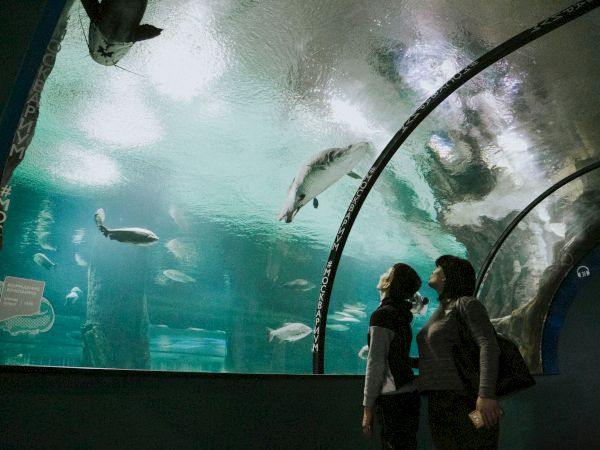 Two people observe marine life in an aquarium tunnel, with fish and seals swimming above them.