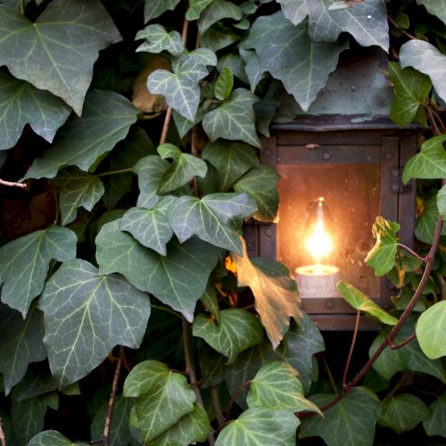 A lantern glowing amidst dense, green ivy leaves creates a rustic and enchanting atmosphere.