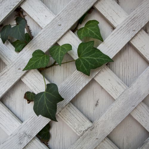 Green ivy leaves grow through a white wooden lattice, creating a natural and rustic pattern against the light background.