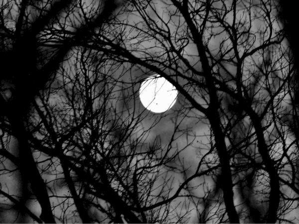 A bright full moon shines through bare, dark tree branches in a moody black-and-white night scene.